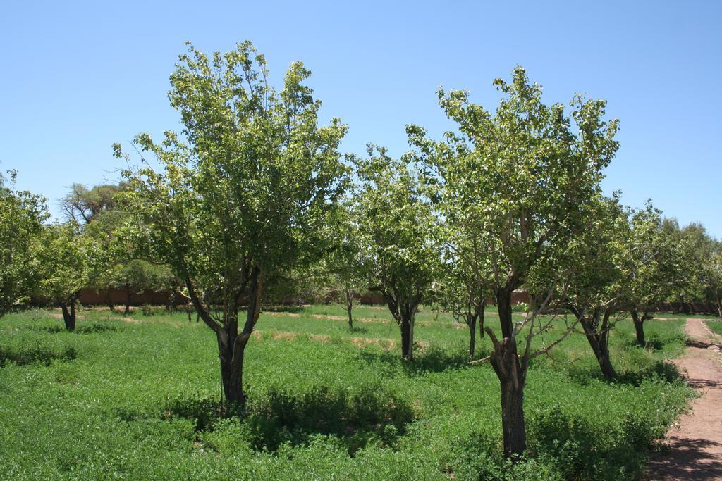 סן פדרו דה אטקאמה Quinta Adela Bed & Breakfast מראה חיצוני תמונה