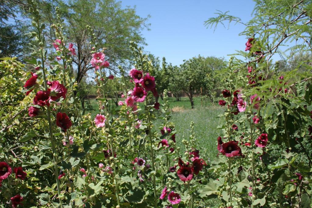 סן פדרו דה אטקאמה Quinta Adela Bed & Breakfast מראה חיצוני תמונה